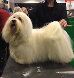 CH Skystar's Sonny