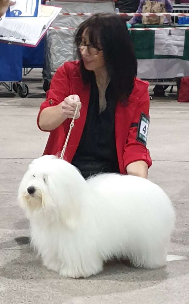 Montewhite Eviva - South Wales Kennel Association (SWKA) - Sun, 13 October 2019