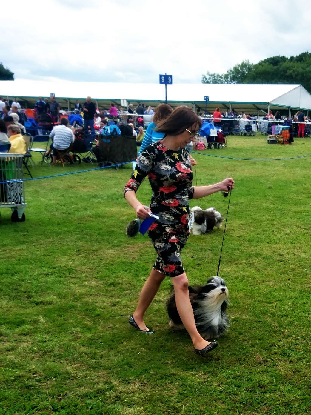 Adorele Angel in the Snow - Bournemouth Canine Association - Sat, 12 August 2017