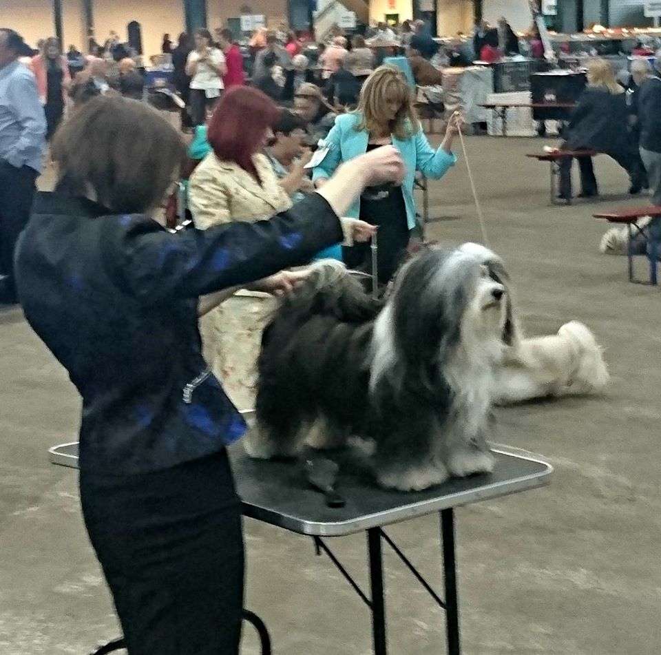 Adorele Angel in the Snow - United Kingdom Toy Dog Society - Sat, 25 March 2017