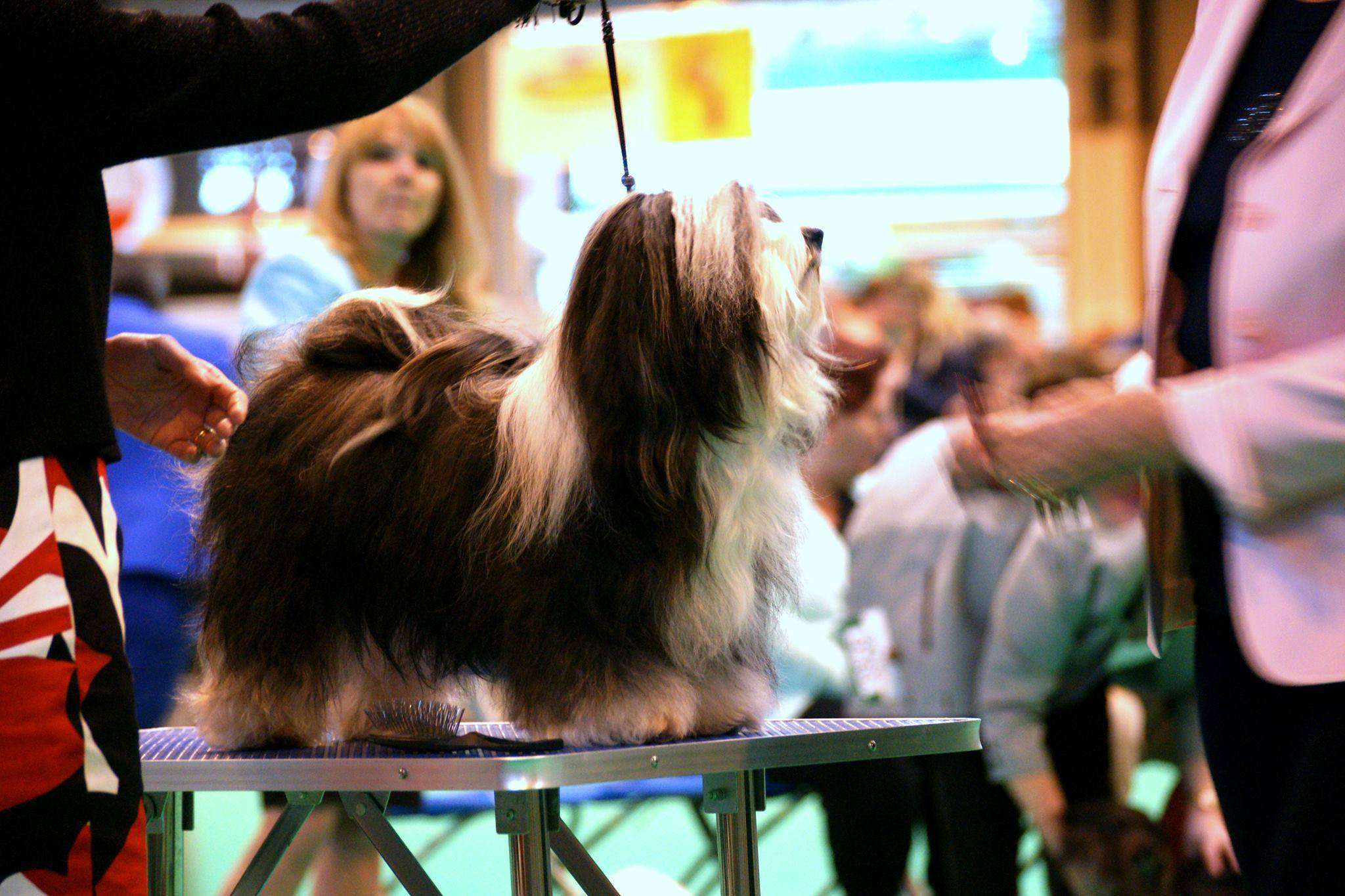 Adorele Angel in the Snow - Crufts - Thu, 9 March 2017