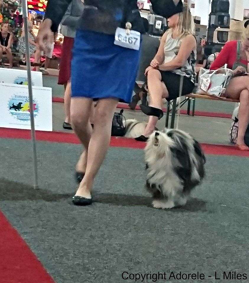 Adorele Angel in the Snow - European Dog Show Brussels - Fri, 26 August 2016