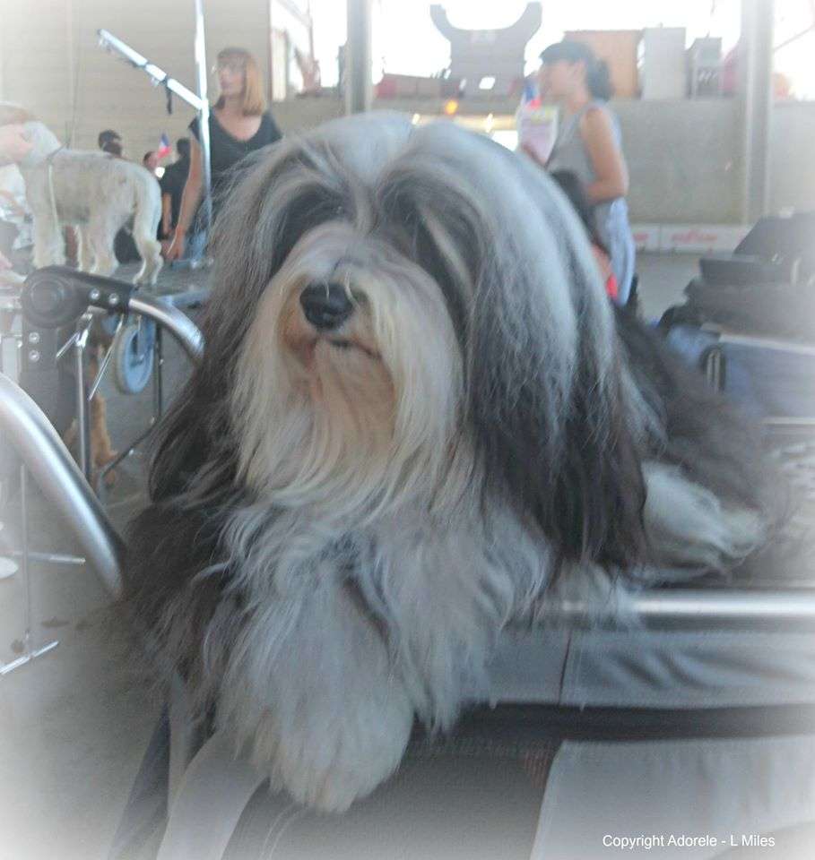 Adorele Angel in the Snow - Ales International Championship Show - Sat, 9 July 2016