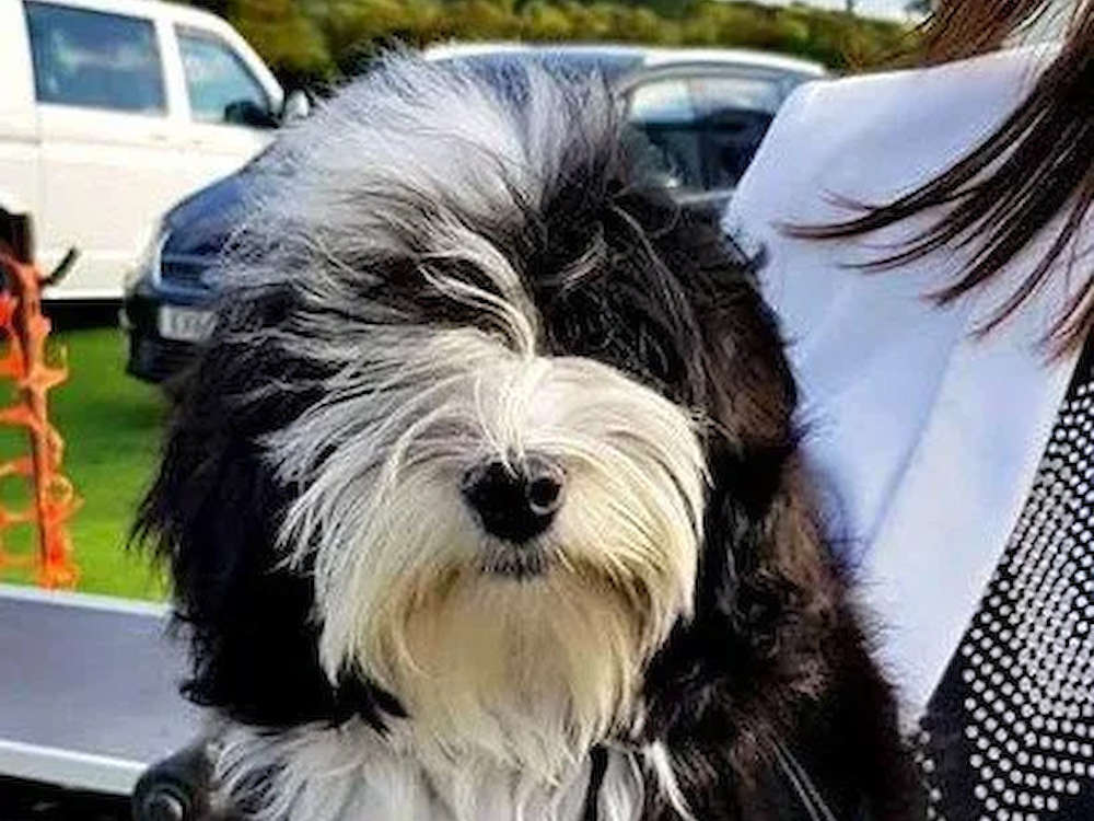 Madge wins puppy bitch at Manchester Champ Show!
