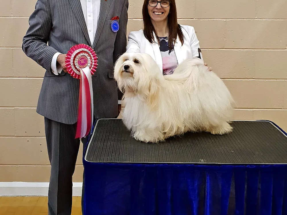 Lexie wins RCC at Havanese GB Club Show!