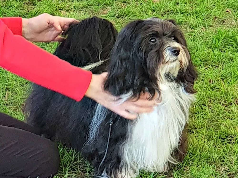 Best of Breed for JP at Richmond!