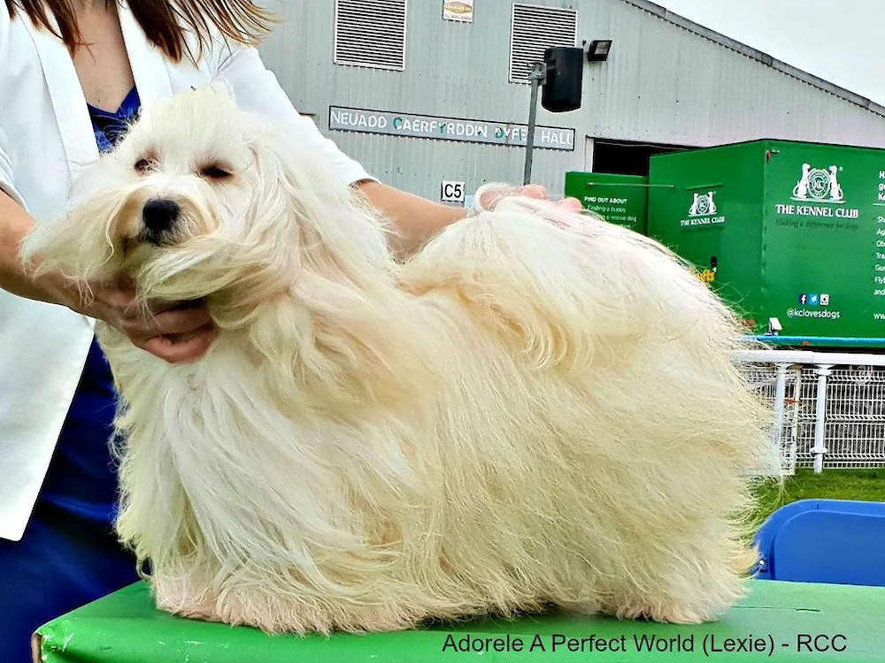 Adorele's Fun in Windy Wales