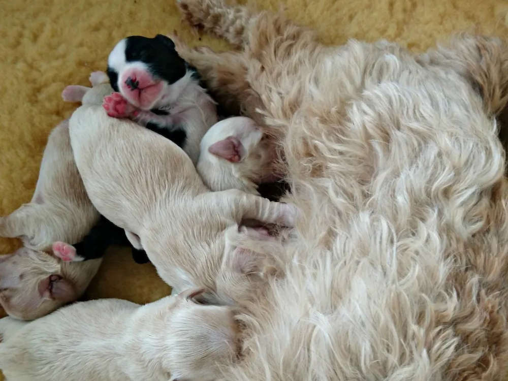 Genie's and Sonny's puppies have arrived!