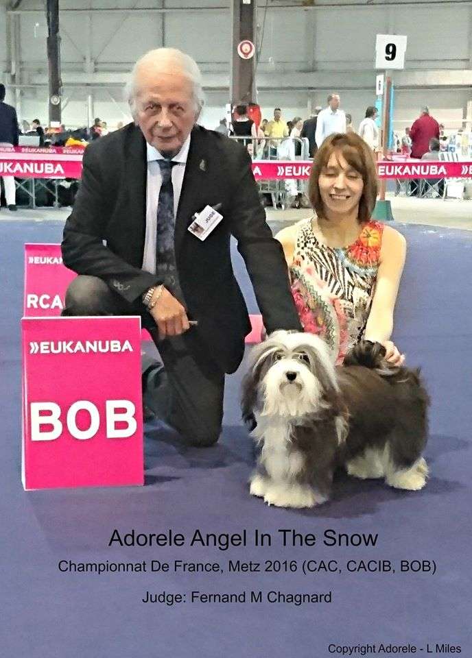 Adorele Angel in the Snow - Championnat De France Championship Show - Sat, 4 June 2016