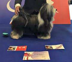 Adorele Angel in the Snow - Championnat De France Championship Show - Sat, 3 June 2017