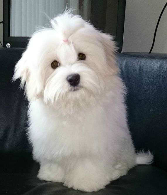 Puppy Culture
