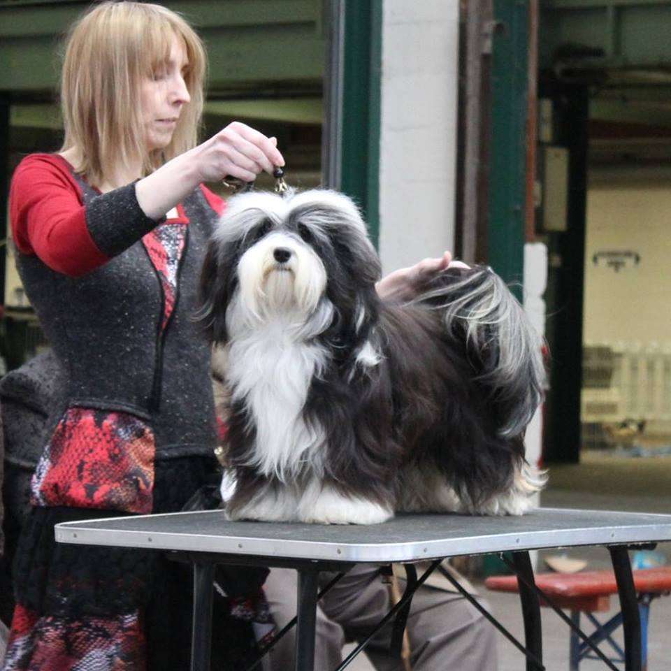 Adorele Angel in the Snow - Ladies Kennel Association Championship Show - Sat, 13 December 2014