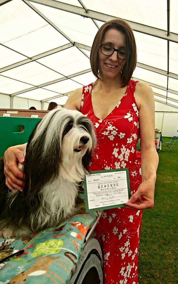 Adorele Angel in the Snow - Bath Championship Show - Fri, 26 May 2017