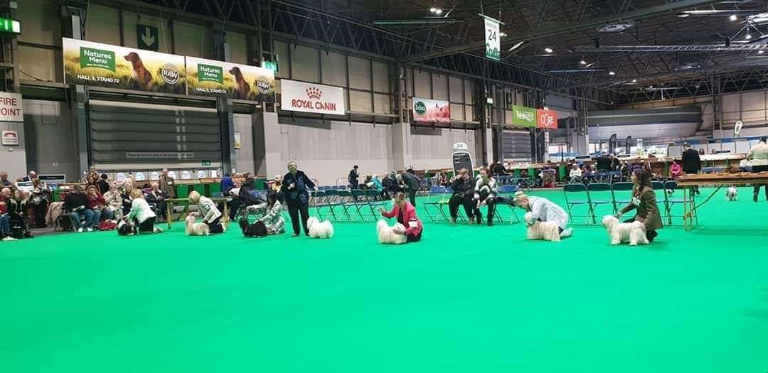 Adorele I'm The One - Crufts - Thu, 5 March 2020