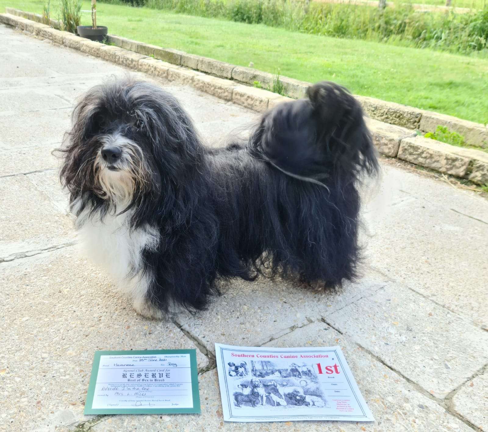 Adorele I'm The One - Southern Counties Canine Association Championship Show - Fri, 25 June 2021