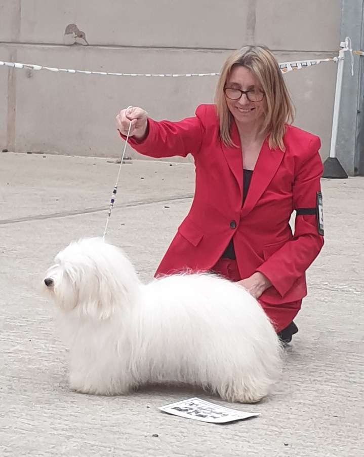 Cukoton Glory Glory - Southern Counties Canine Association Championship Show - Sat, 4 June 2022