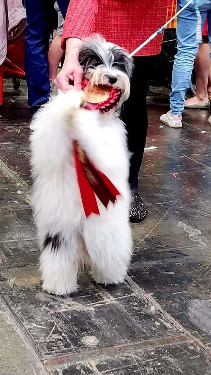 Adorele What A Legend - Crufts - Sun, 12 March 2023