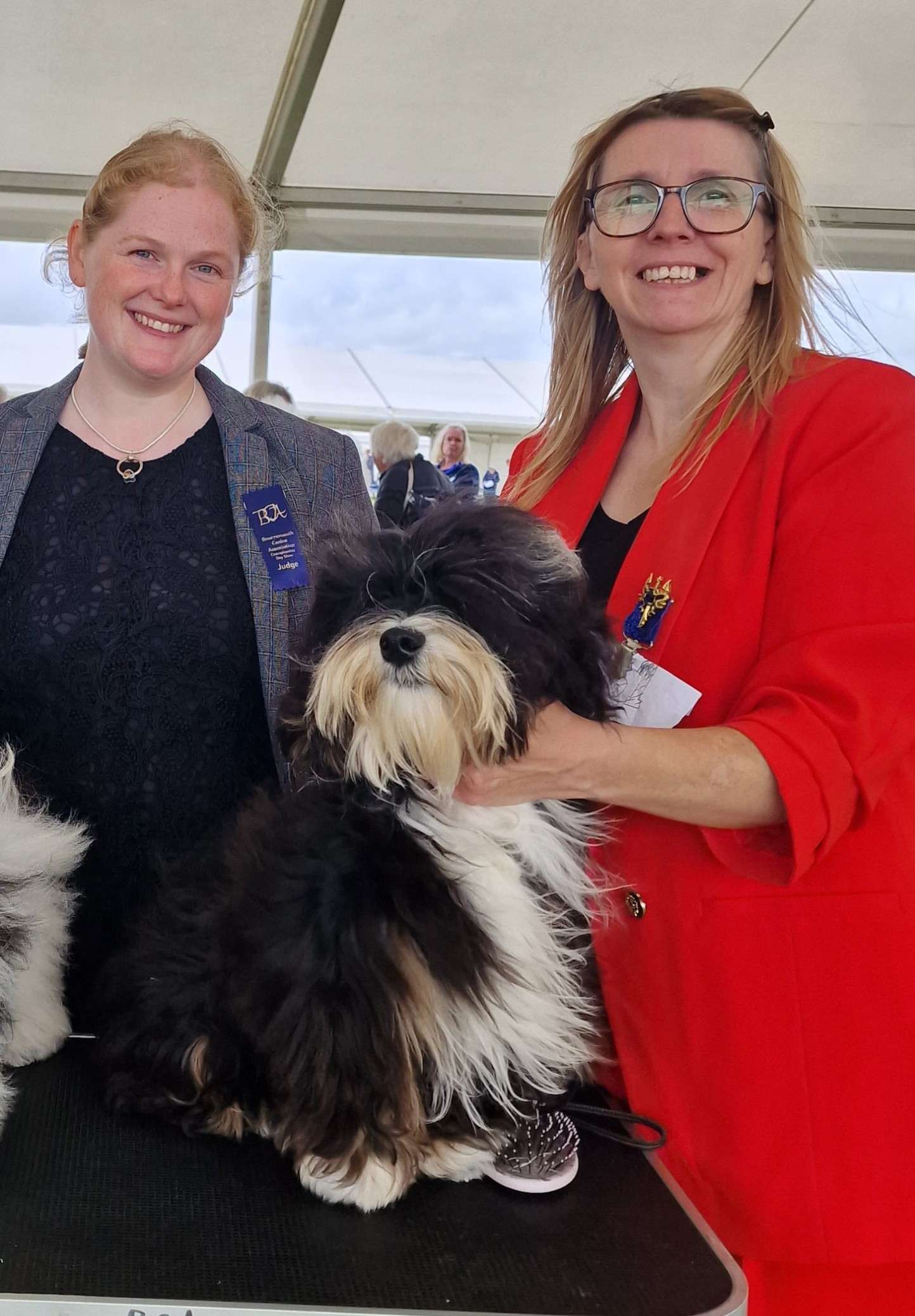 Velvet Story 'N Ba-da Best Hurricane - Bournemouth Canine Association - Sat, 12 August 2023
