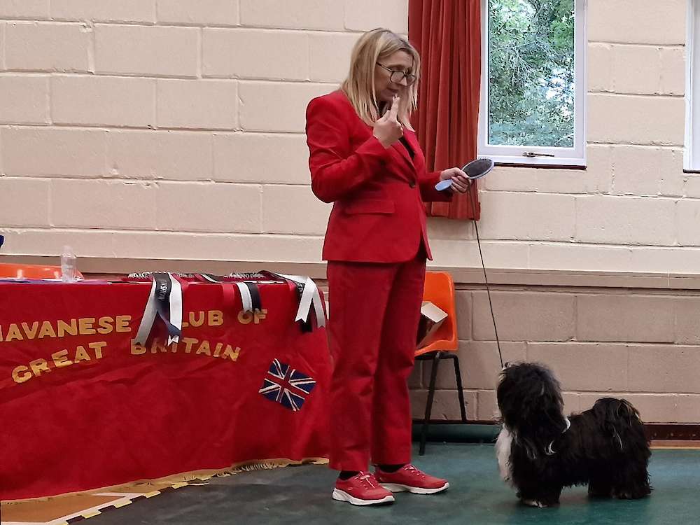Hurricane Goes Down a Storm as Best Puppy in Show at HCGB!