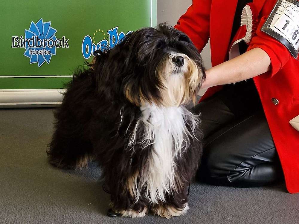 Storm declared Havanese Top Puppy 2023!