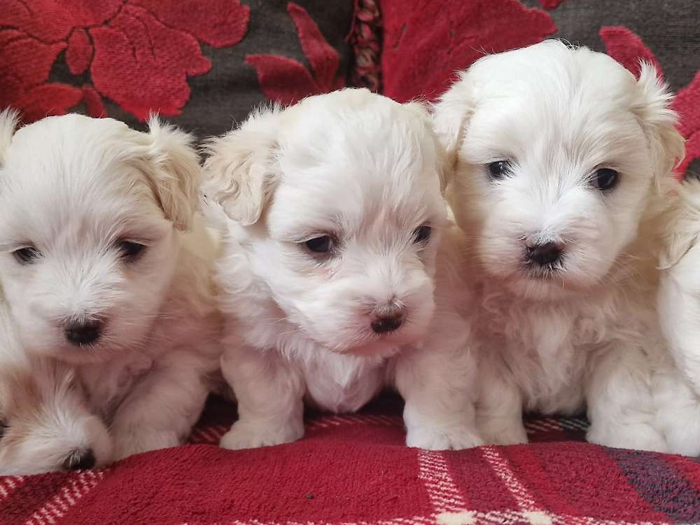 Top Quality Adorele Coton de Tulear Puppies - All with their New Homes!