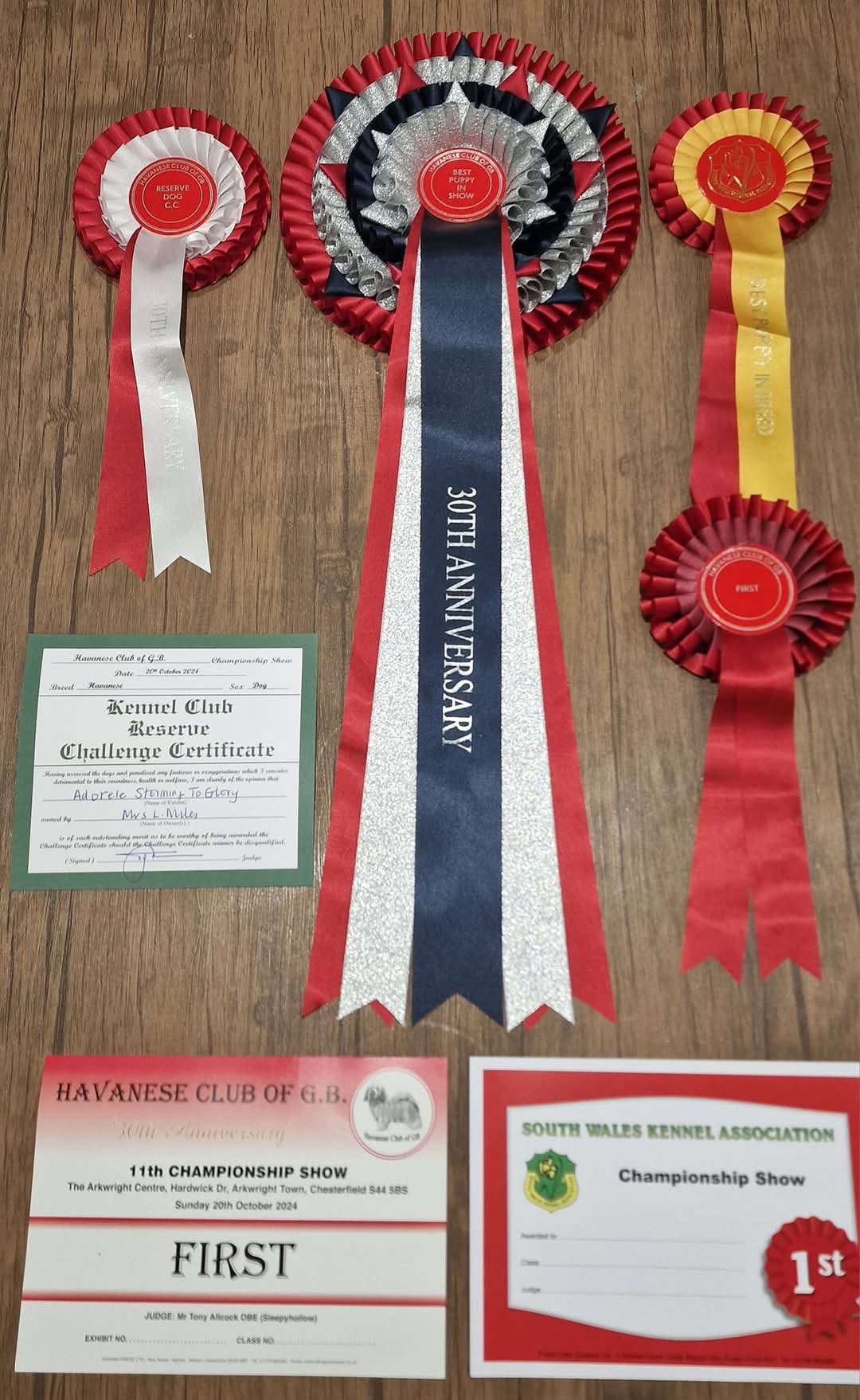 Adorele Storming To Glory - Havanese Club of Great Britain Championship Show - Sun, 20 October 2024